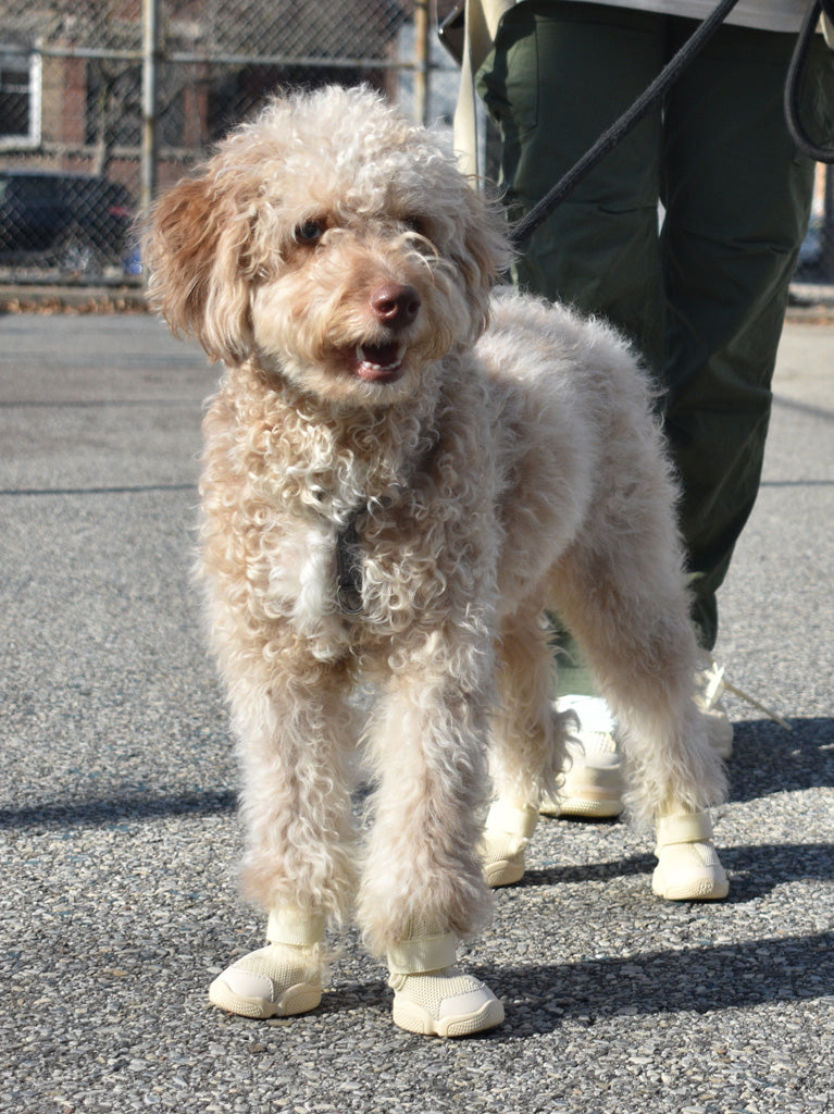 Dog store bone shoe