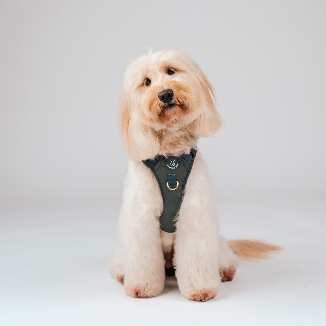 Gentle Pup Easy Harness V2 - Ash