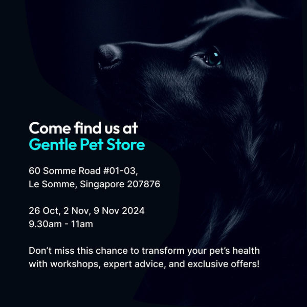 RSVP Black Eco x Gentle Pet Store Workshop