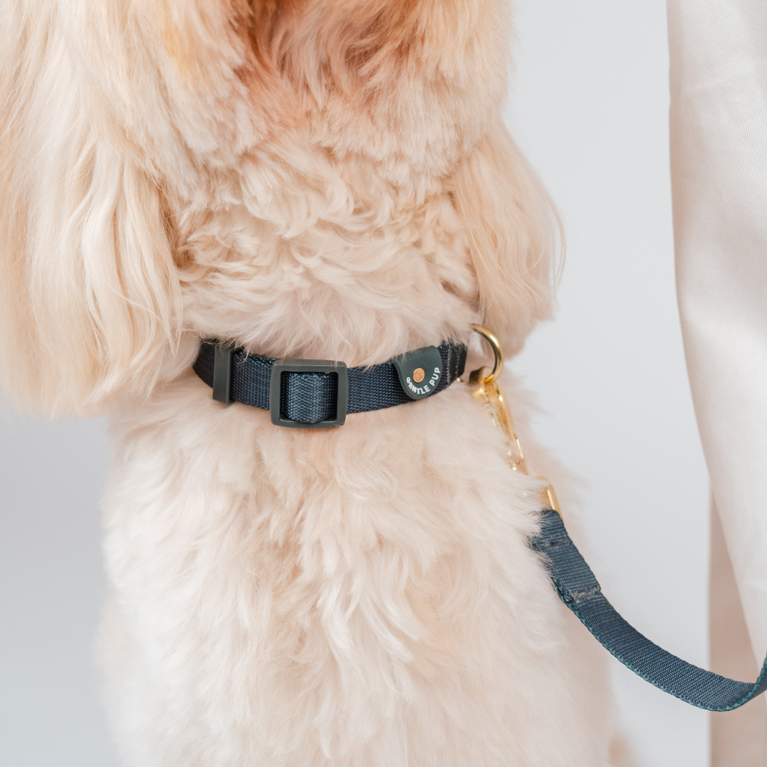 Gentle Pup Dog Collar V2 - Ash