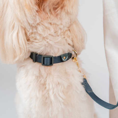 Gentle Pup Dog Collar V2 - Ash