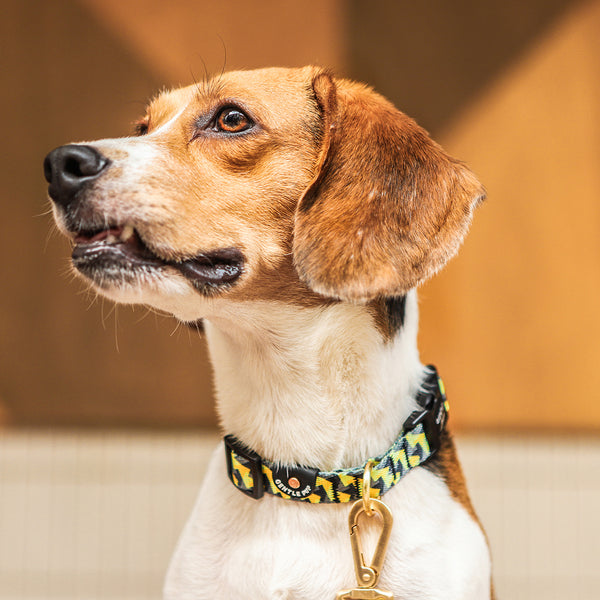 Gentle Pup Dog Collar - Zippy Zag